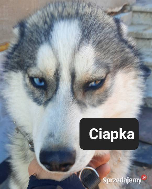 Suczki rasy syberian husky Reda