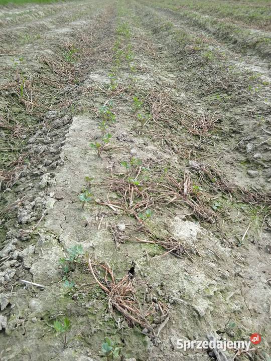 Nasiona lubczyk 2025