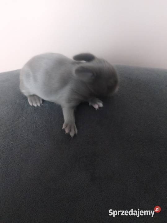 Króliczki miniaturki Żytniów