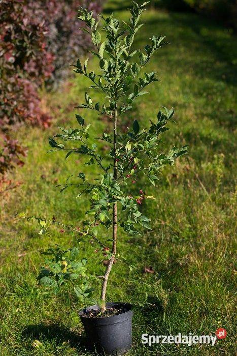 Trzmielina pospolita Euonymus europaeus 5070
