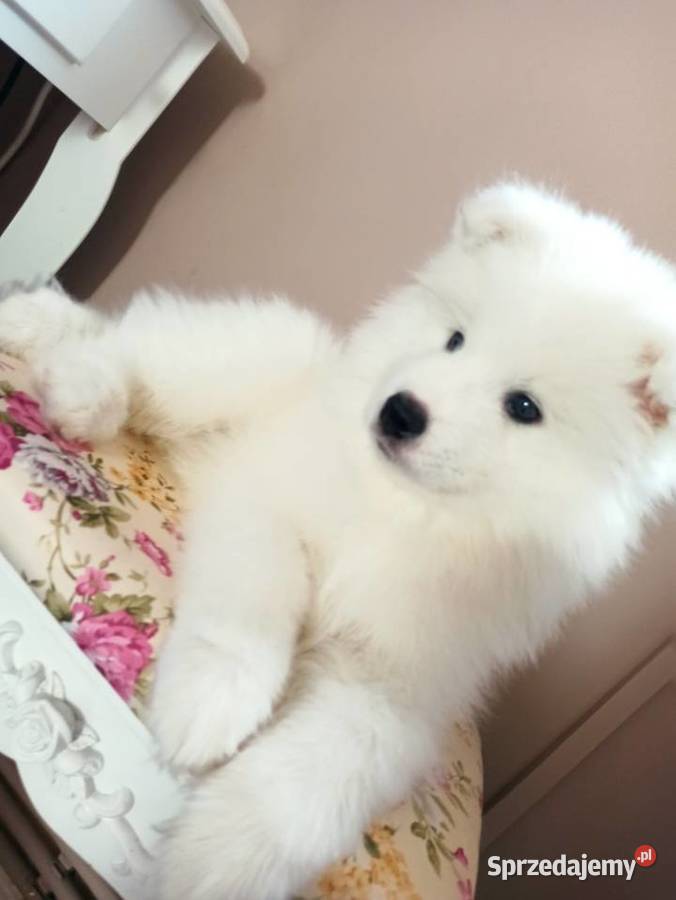 Samoyed szczeniaki już do odbioru Bydgoszcz sprzedam