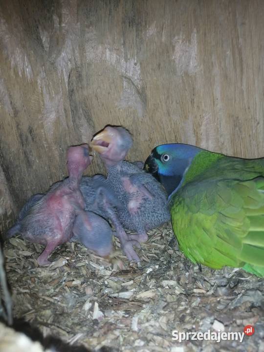 Akeksandretta chińska dorosła samica śląskie Pszczyna