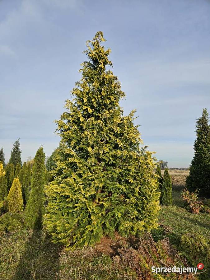 choinka cyprys Boże Narodzenie Dekoracje świąteczne Kraków