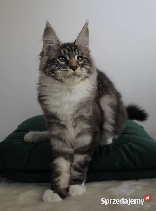 Dwie koteczki maine coon Brzezia Łąka