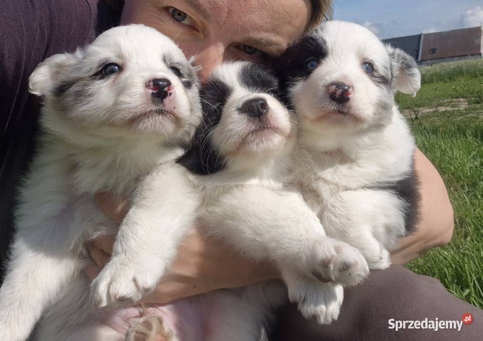 Border collie piesek Pozostałe Łobżenica