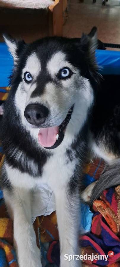 Husky szczenięta z rodowodem sprzedam Smardzewice