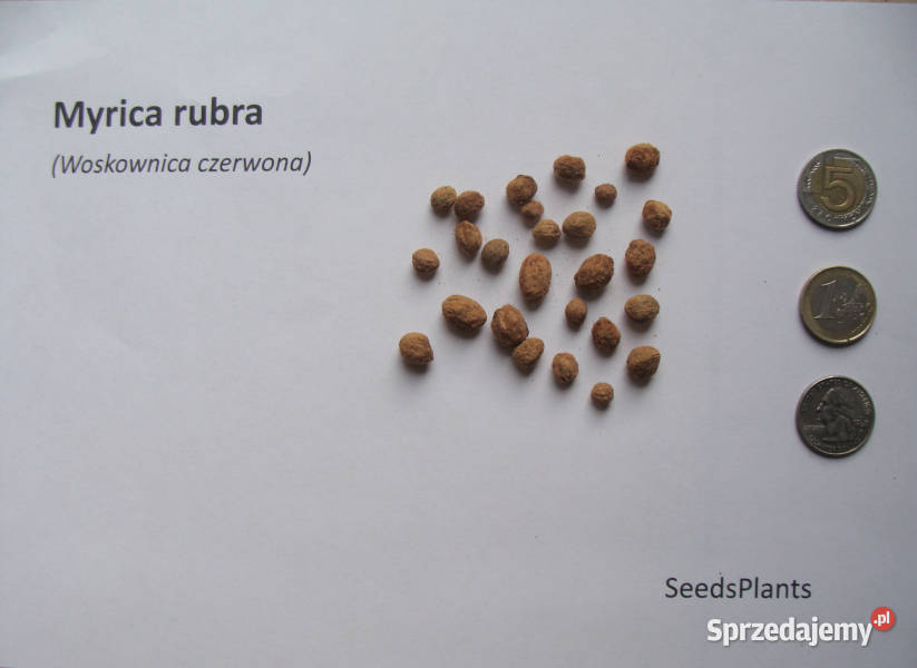 WOSKOWNICA CZERWONA Myrica rubra NASIONA 30 Lubanie