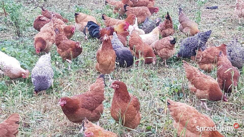 Jajka wiejskie jajka ekologiczne wolny wybieg Rolnictwo świętokrzyskie Opatów