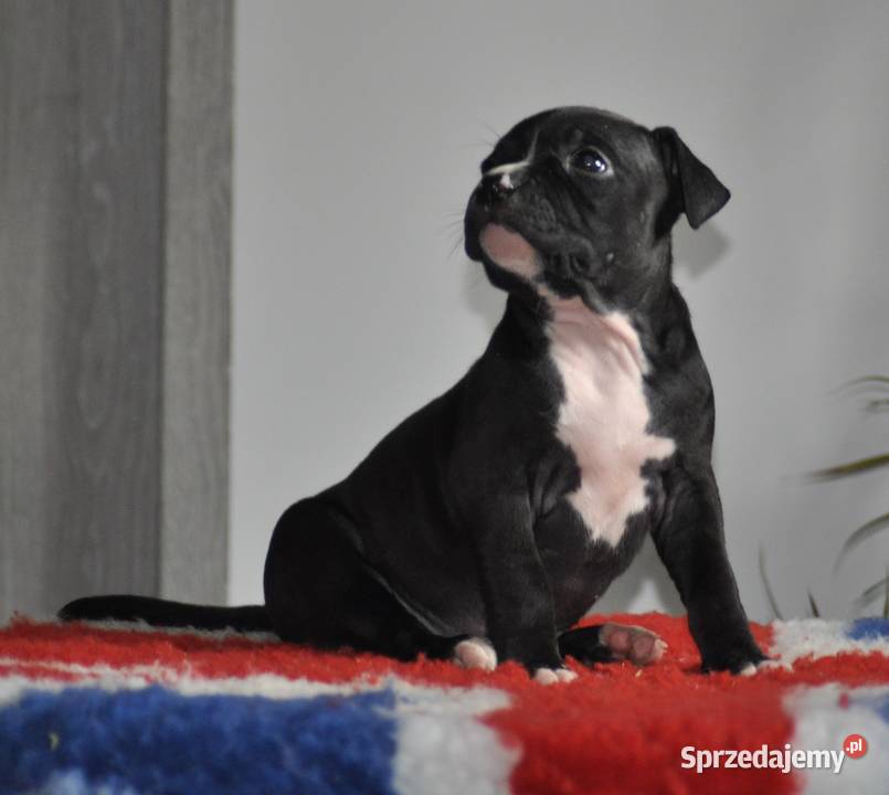 Amstaff zkwp FCI przepiękna suczka Koziegłowy
