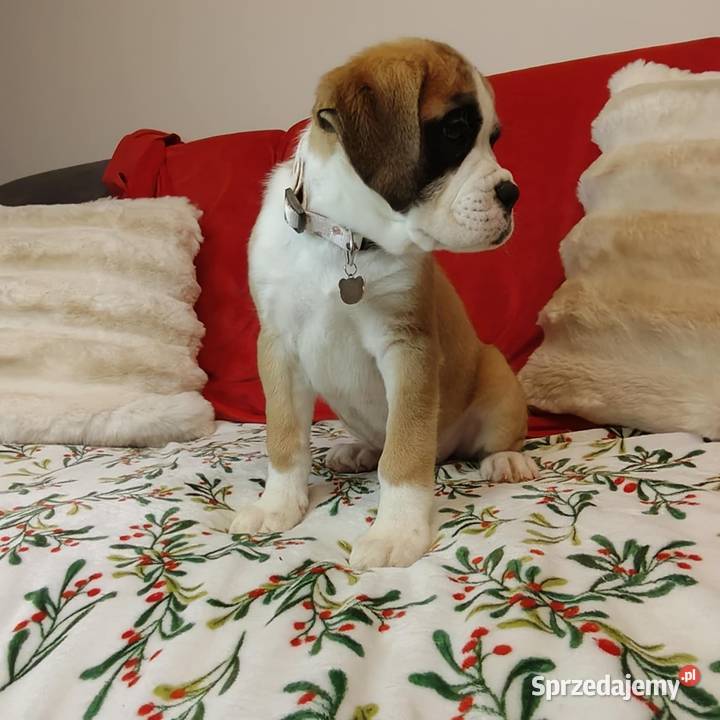 Bokser Bokser Łańcut