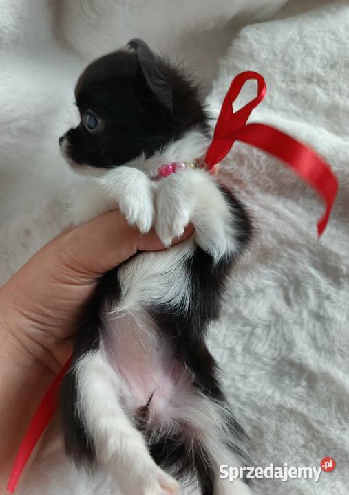 Chihuahua dziewczynka długowłosa suczka Inowrocław