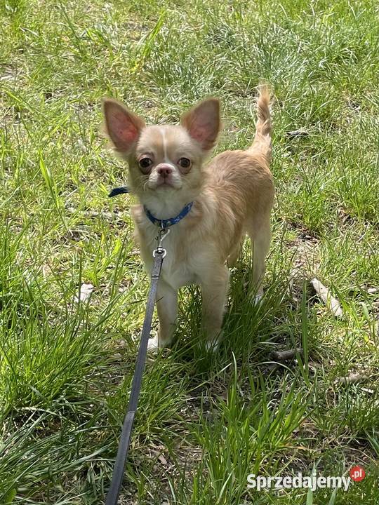 Śliczna sunia Chihuahua długowłosa Trzebnica