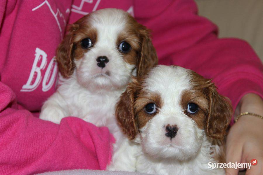Cavalier King Charles Spaniel szczeniaczki ZKwP Cavalier King Charles Spaniel Aleksandria