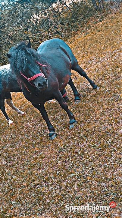 Sprzedam Klacz Kucyka Suwałki sprzedam