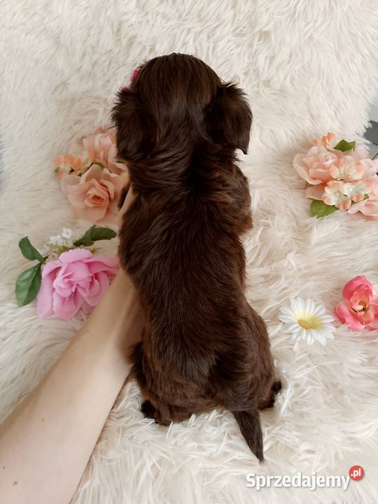 Czekoladowa suczka rasy ShihTzu