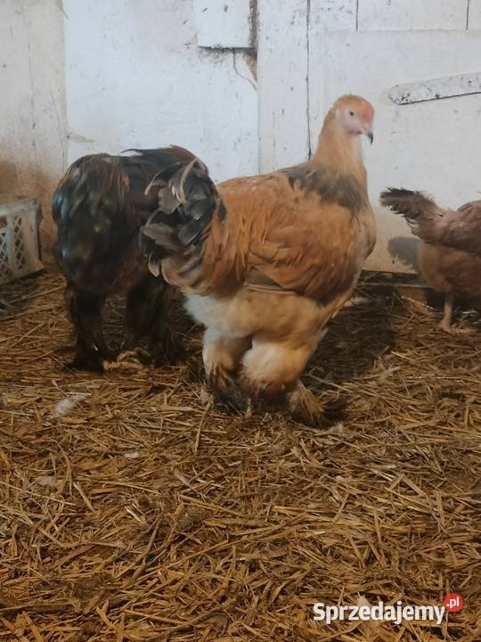 Sprzedam kury koguty tegoroczne Brahma i Kochin pomorskie Liniewo