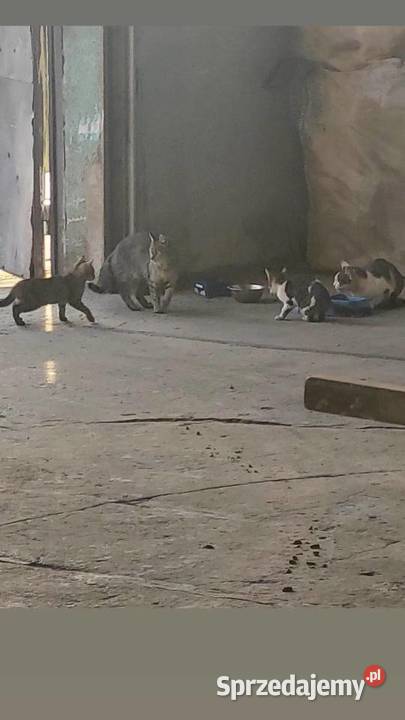 Zrób porządki pomóż bezdomniakom Stalowa Wola