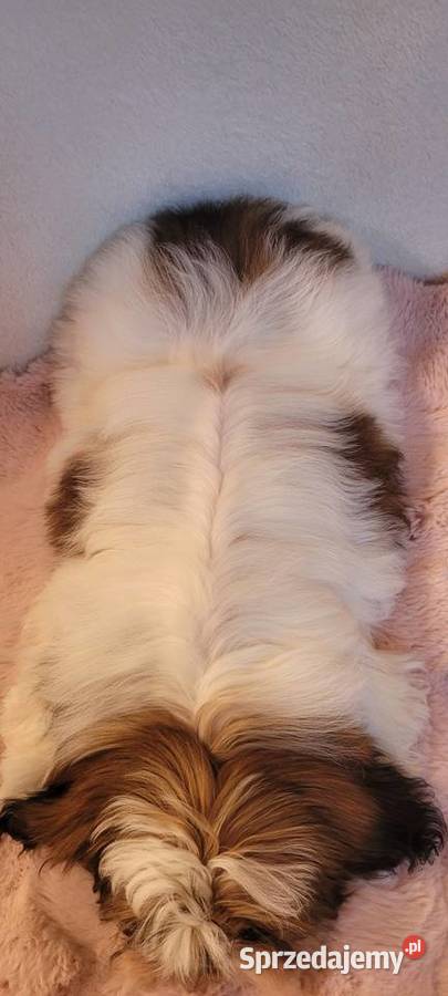 Piesek ShihTzu Mokrsko