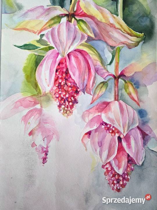 Akwarele oryginalne kwiaty różny rozmiar mazowieckie Warszawa