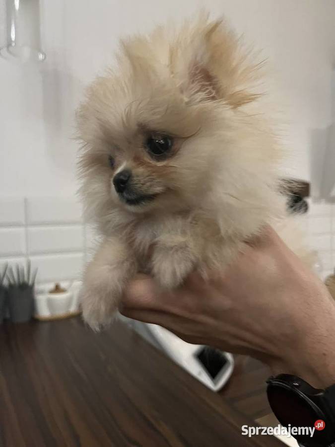 Piękna suczka Szpic miniaturowy Pomeranian Dąbrowa