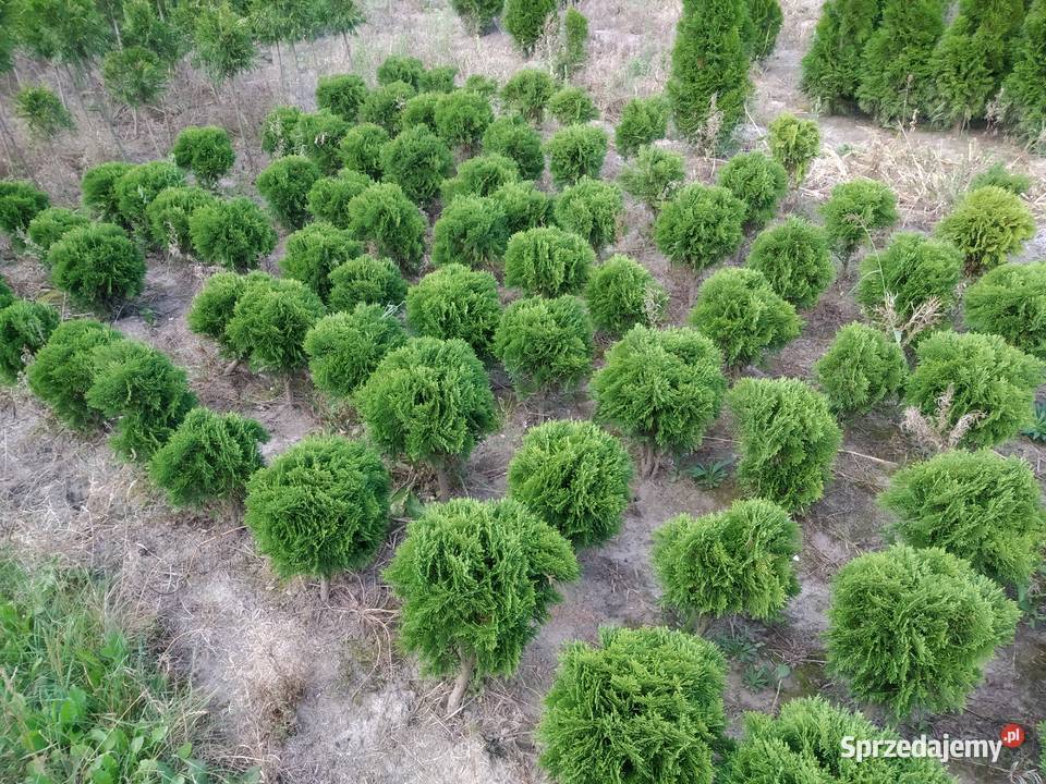 Tuja Danica śred 30 kula Kraków juta Wawrzeńczyce