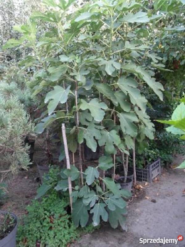 Figa sadzonka Gostyń