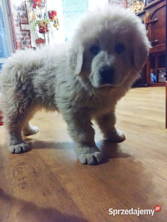 Owczarki podhalańskie