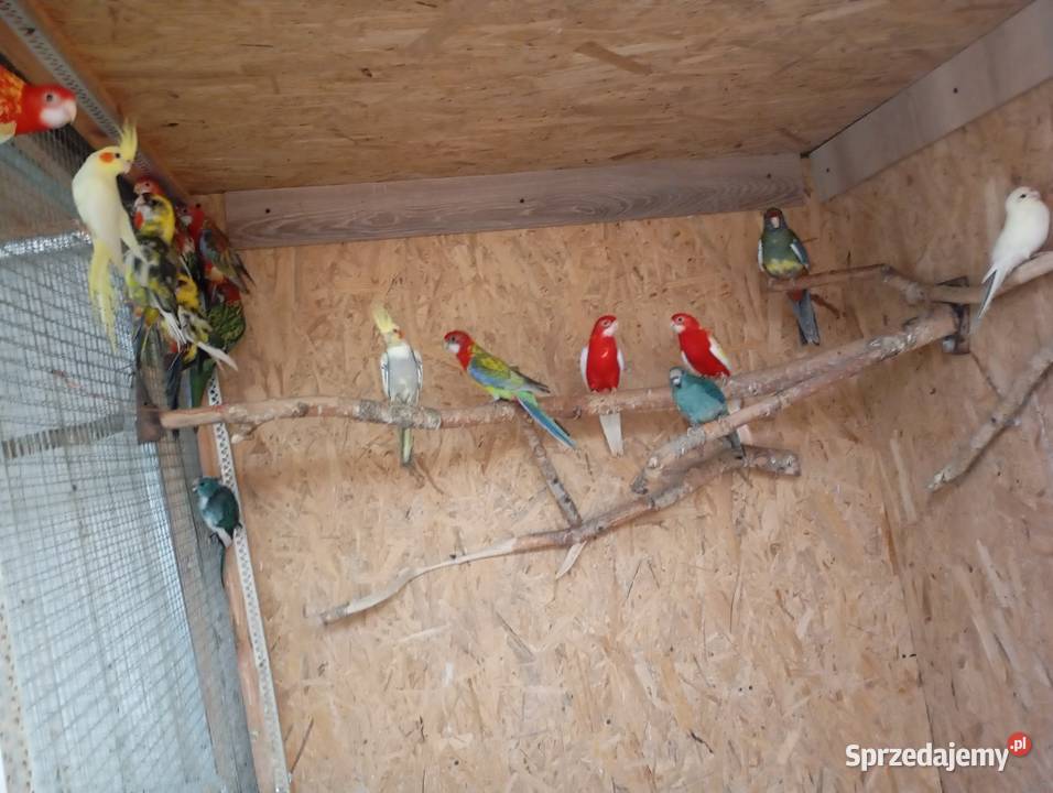 Sprzedam papugi rozelle królewskie białolicekozy