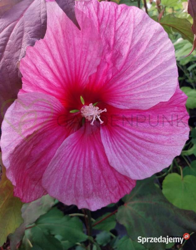 Hibiscus Bagienny Bylinowy XXL Hibiskus Knurów