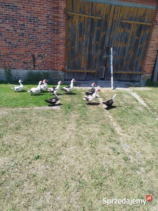 Kaczuszki młode około 100 lubelskie Kolembrody