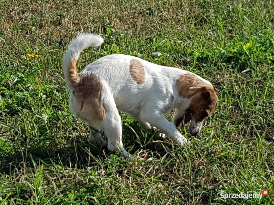Jack Russel Terrier z rodowodem odchowany Szczecin