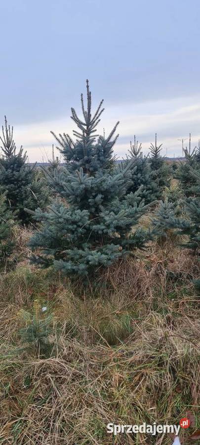 Choinki Świerk srebrny do wykopania wycięcia Jełowa