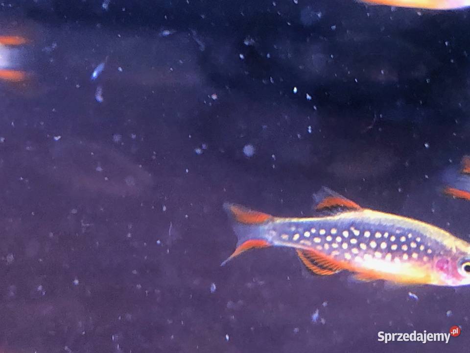 Rozbora Galaxy Danio Justynów
