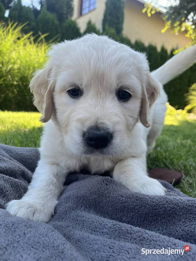 Pies Golden Retriever FCI ZKwP Wilkołaz Pierwszy