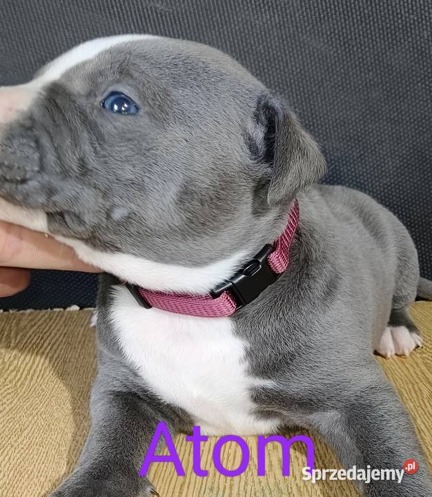 American Pitbull Terrier Żupawa