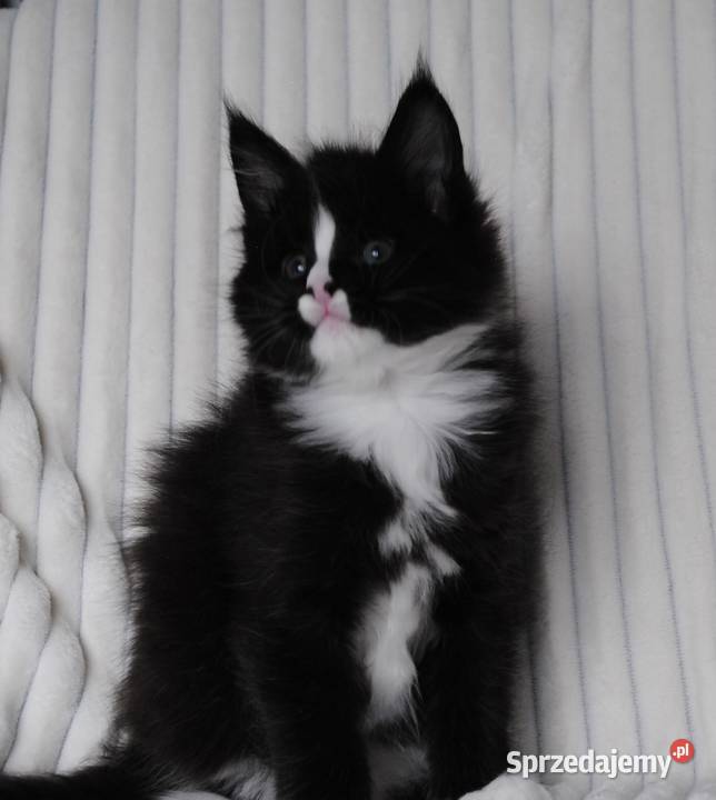 Piękne i duże kocurki maine coon dolnośląskie Brzezia Łąka