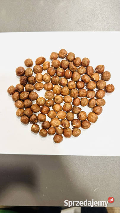 Jadro orzecha laskowego 1315 mm Gruzja Białystok