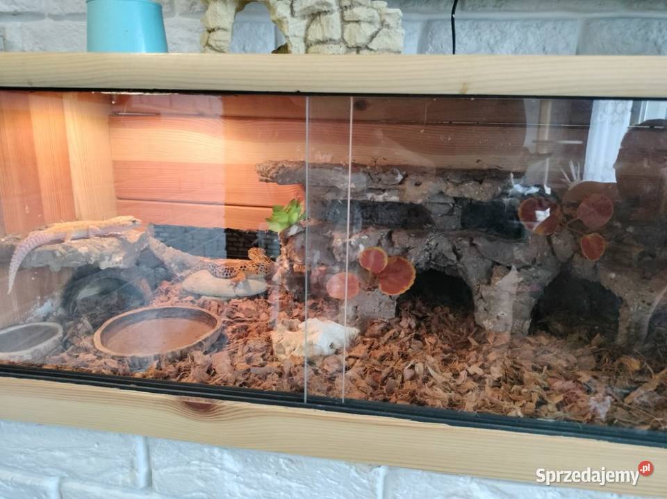 Sprzedam dwa gekony lamparcie Gady i płazy sprzedam