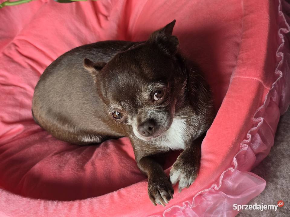 Chihuahua czekoladowa dorosła śląskie Bielsko-Biała