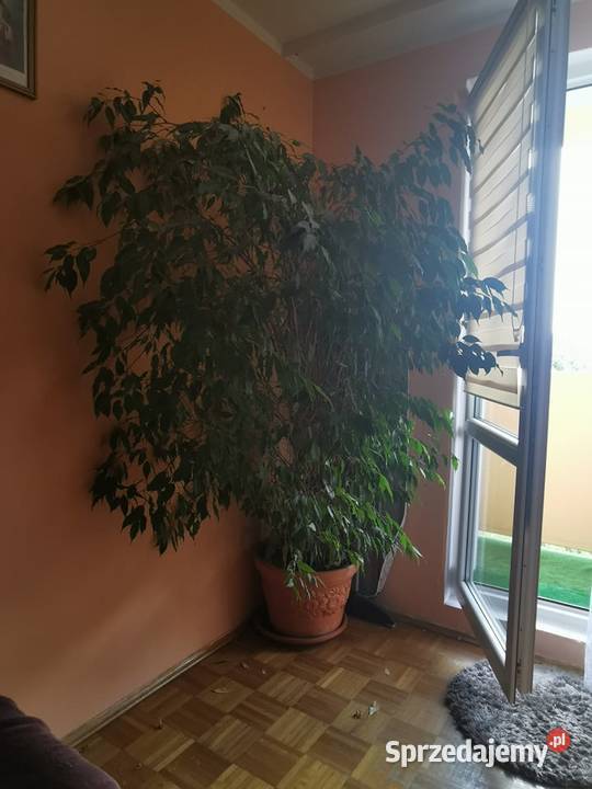 Sprzedam FIkus Benjamin 18m ODBIÓR OSOBISTY Wrocław