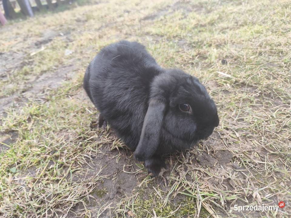 Czarny królik baranek samica Kościan