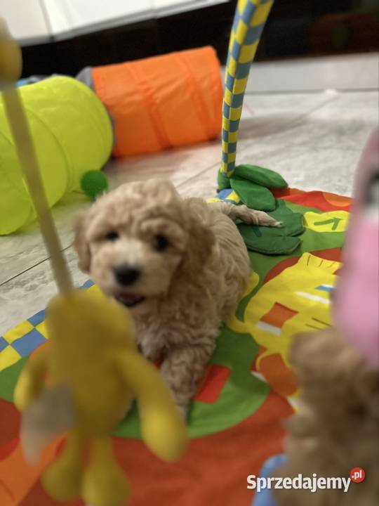 Bichon frise Pudel toy bichpoo Wrocław sprzedam