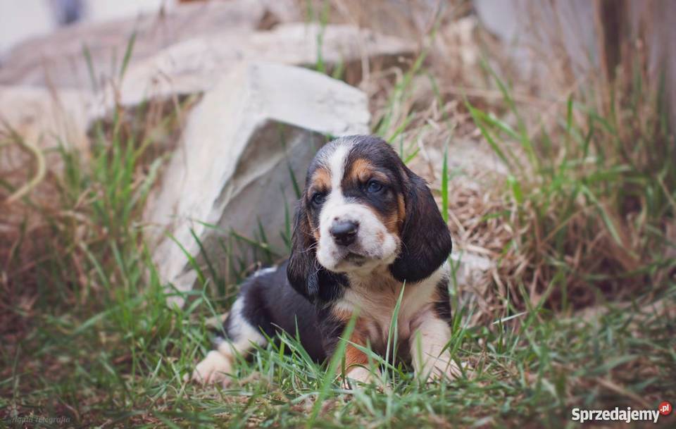 Szczenieta basset hound Championach z rodowodem Basset Hound Jaworzno