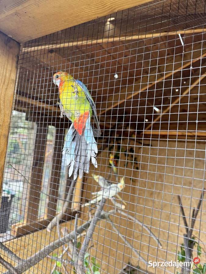 Rozella białolica golden gold wielkopolskie