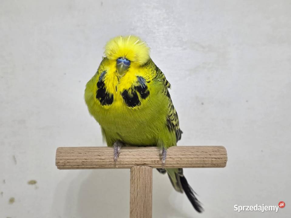 Faliste Wpf para Sieradz