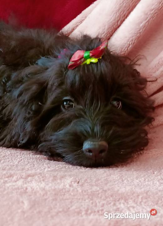 Cockapoo Suczka małopolskie Czernichów