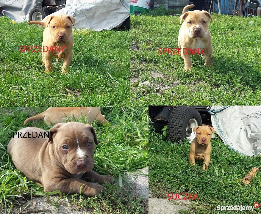 Szczenięta PitBull Red Nose kujawsko-pomorskie Lipno sprzedam