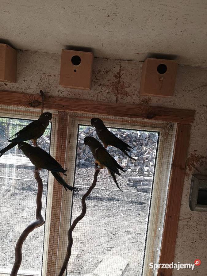 Sprzedam Konury Patagońskie Dąbrowa Górnicza sprzedam