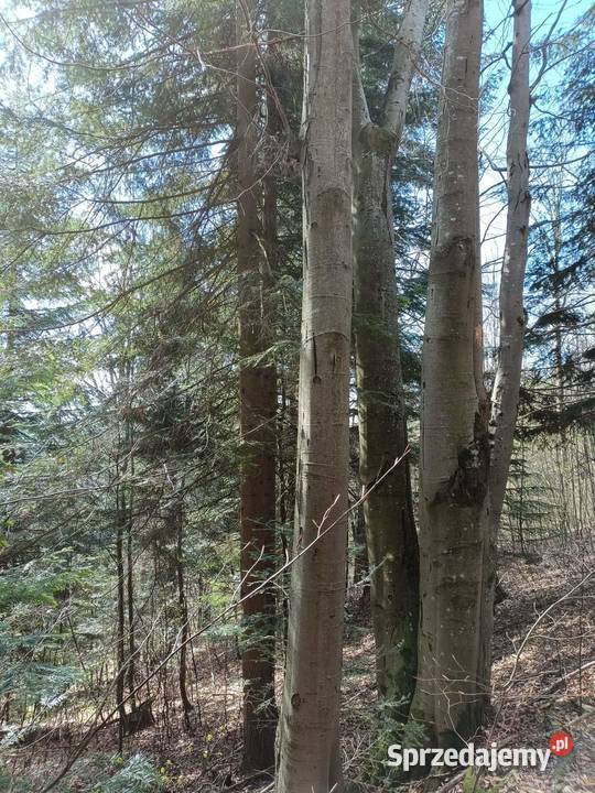 Sprzedam Las działkę 12ha Sidzina