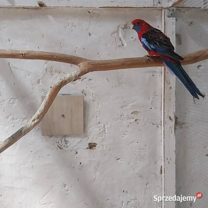 Sprzedam papugi Chrzelice